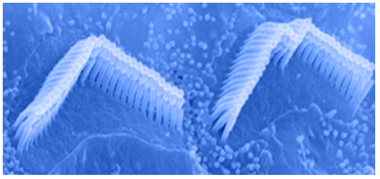Hair cells in cochlea
